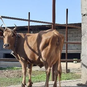 Sygyr