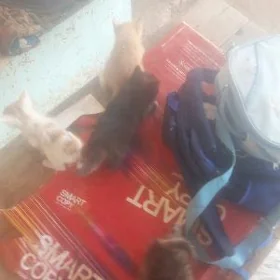 Pişik caga