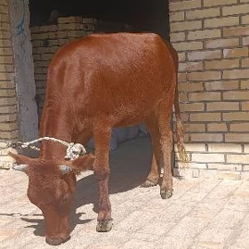 gulajyn