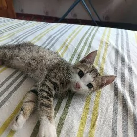 Котёнок мальчик в добрые руки