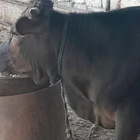 туве