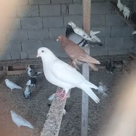 голуби домашние