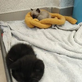 Котята девочки, Pişik, gyz