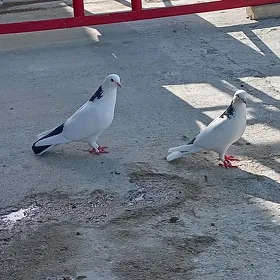 Kepderi