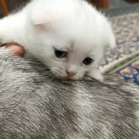 шотландская  белая