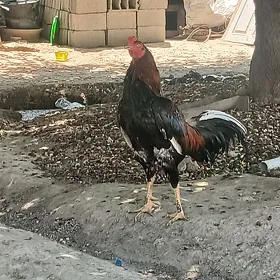 taşget
