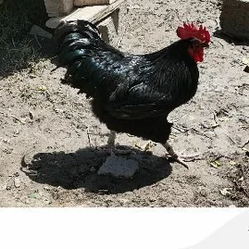 horaz