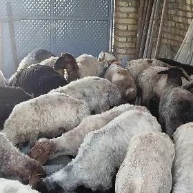 satılık goyunlar