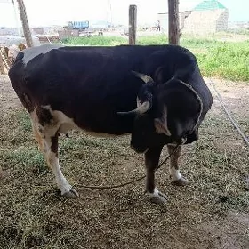 Sygyr 1 guzlan
