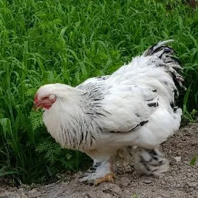 BRAMA