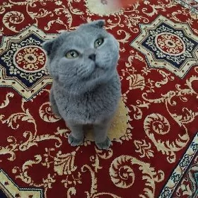 Шотландский Веслоухий