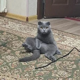 Шотландский вислоухий кот