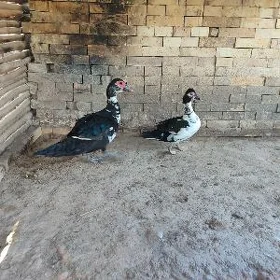 Ordek