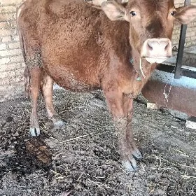 öküzler