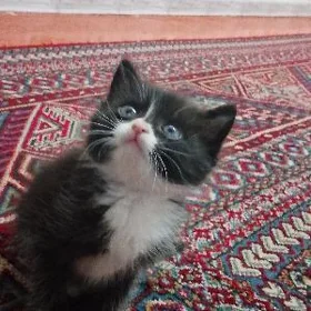 Pişik
