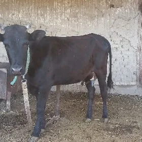 goleli sygyr