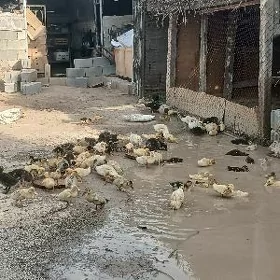 gak gak ordek