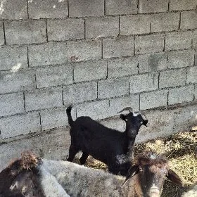 geci