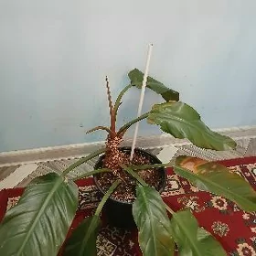 филондендрон красный лопастый