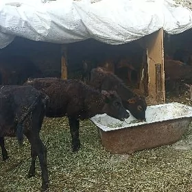 öküzçe tüwe öküz göle