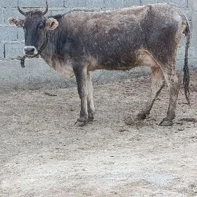 şwes göleli sygyr