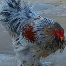 Brama blu porselon horaz