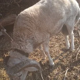 koçkar