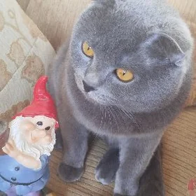 Кот Шотландец