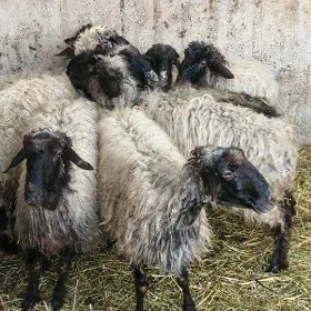 tohum goýun