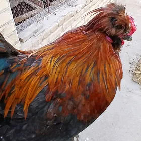 Karlik Yaponcik. Япончик