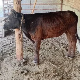 tüwe