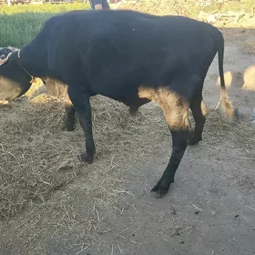 Баклык окуз