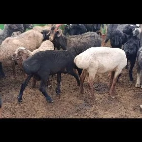 işşek