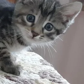 отдам котят