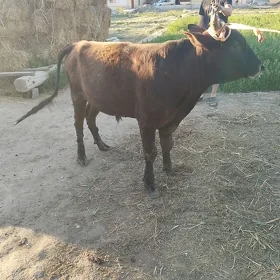 баклык окузлер