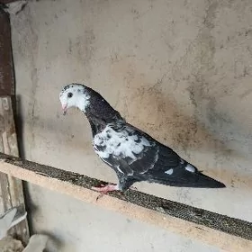 kepderi