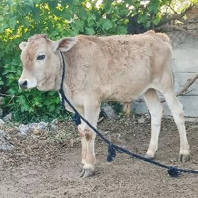 Õküz Jersi tohum