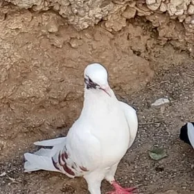 kepderi