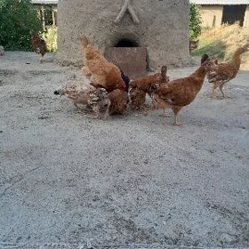 4 aýlyk  jüýje