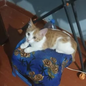 Котенок