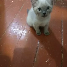 котенок