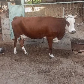 sygyr