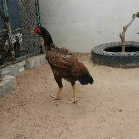 taşgent mäki