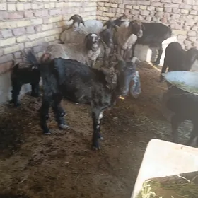 Goyun we Geçi