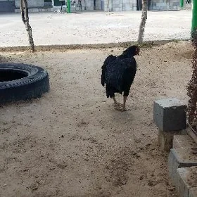 taşgent mäki