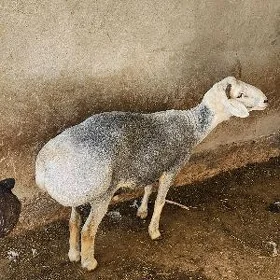 Höwir üçin goç arassa gisary