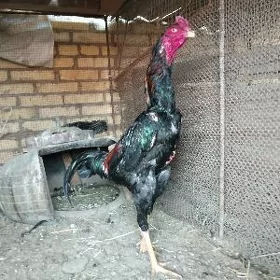 horazlar