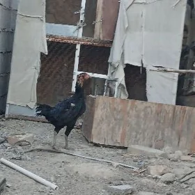 paroda towuk