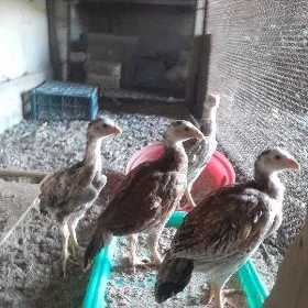 özbek paroda
