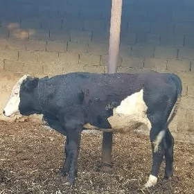 öküz